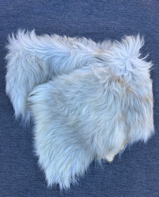 Cashmere Collar Moth