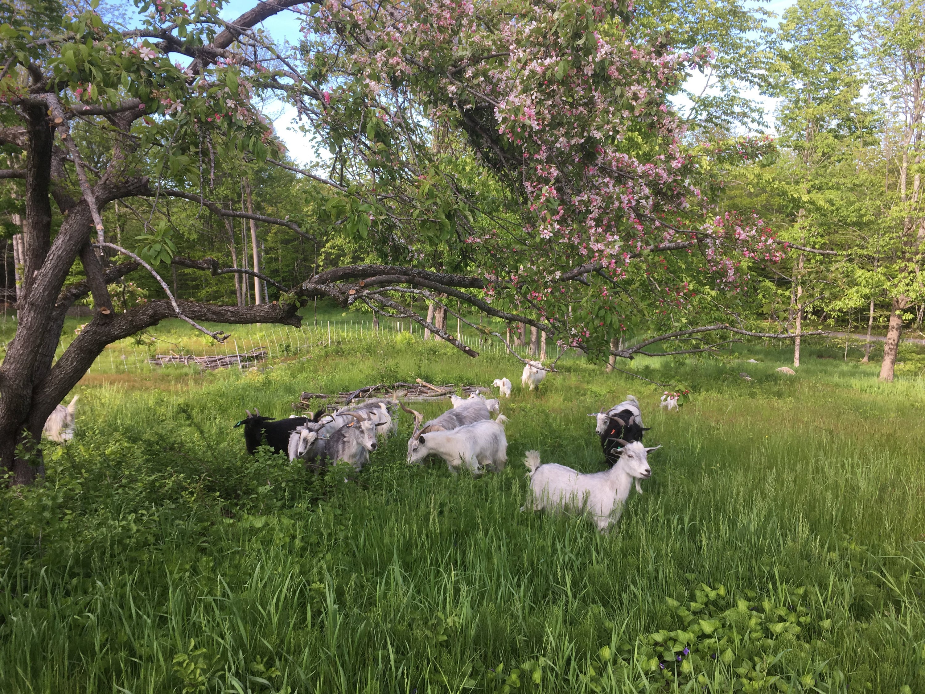 Grass-fed goat