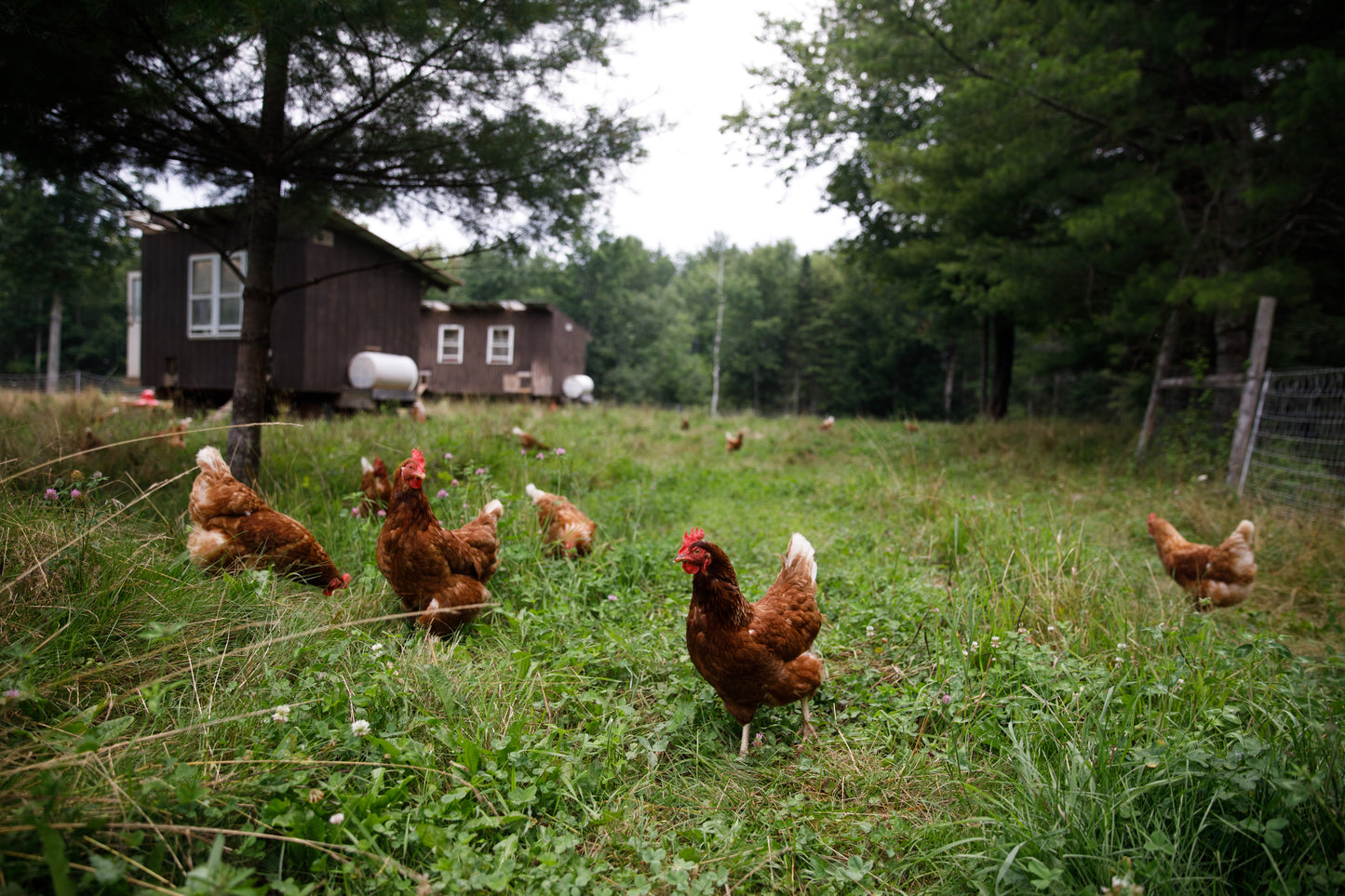 Certified Organic Dozen Eggs