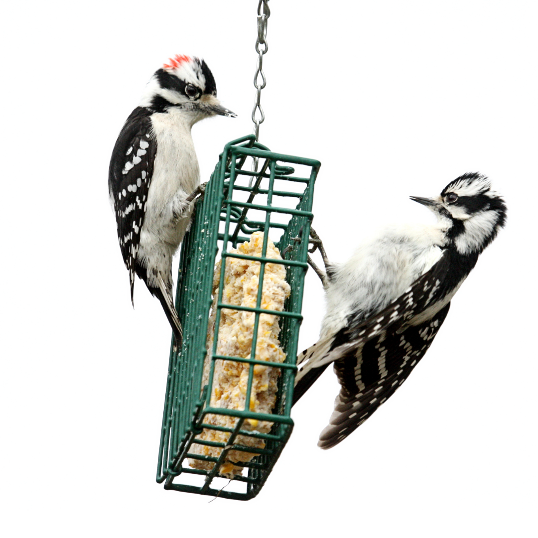 Beef Suet