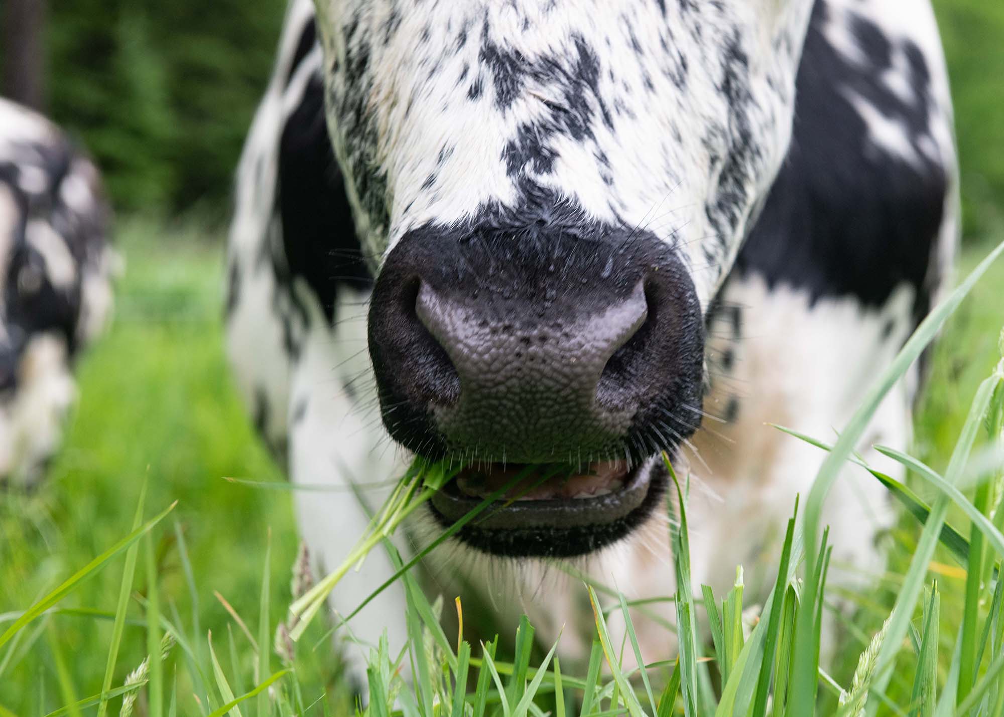 Apple Creek Farm │ Organic meat and eggs