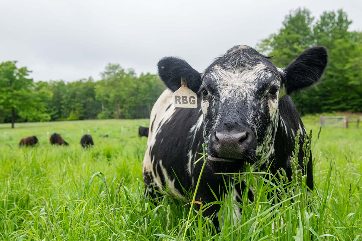 Grass-fed beef