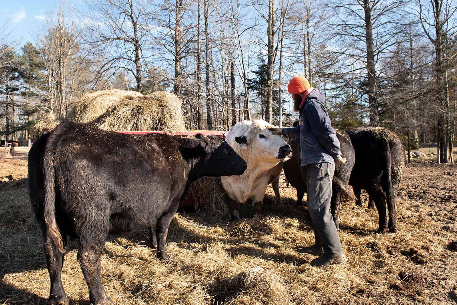 Organic grass-fed beef