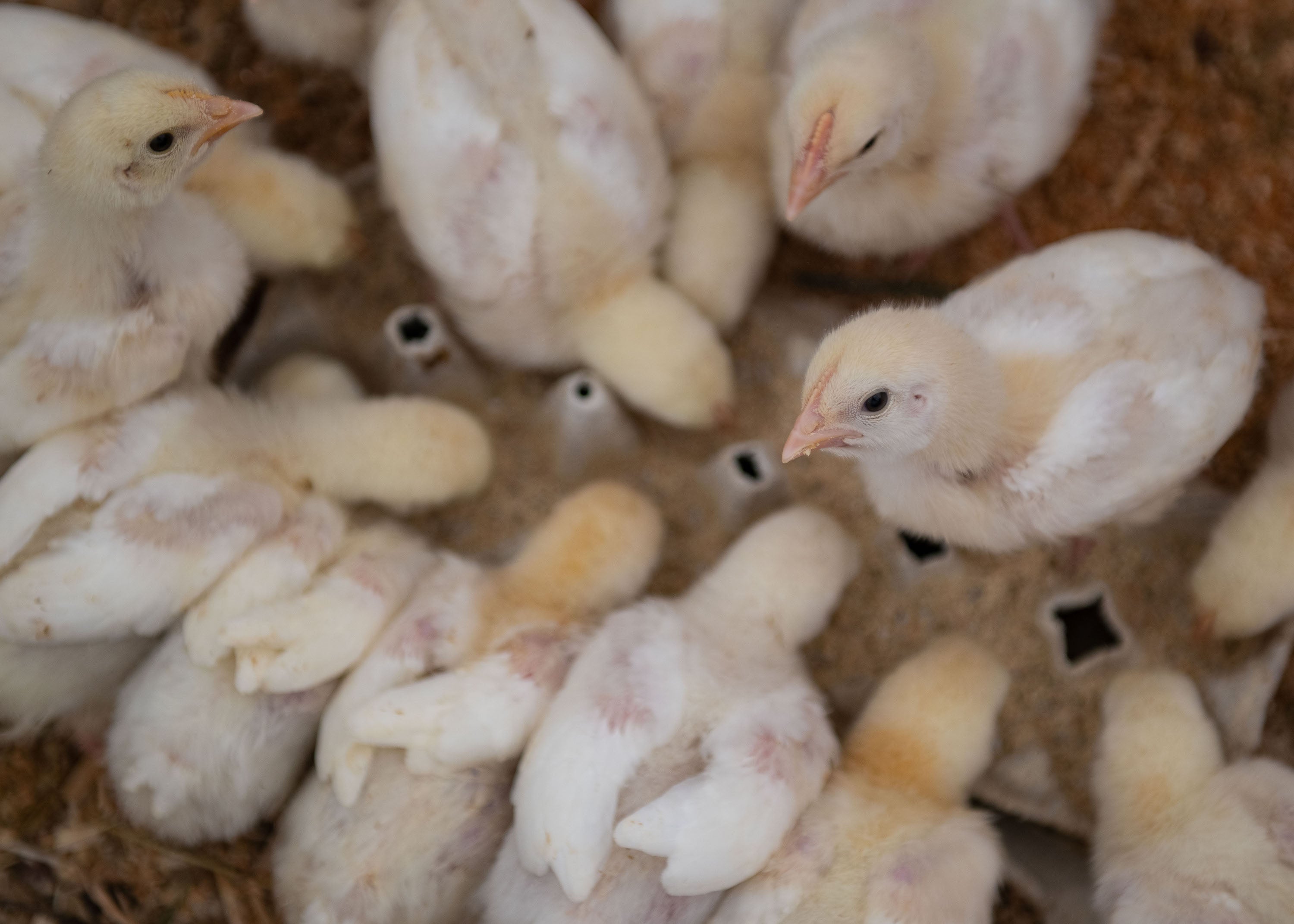 Organic chicken