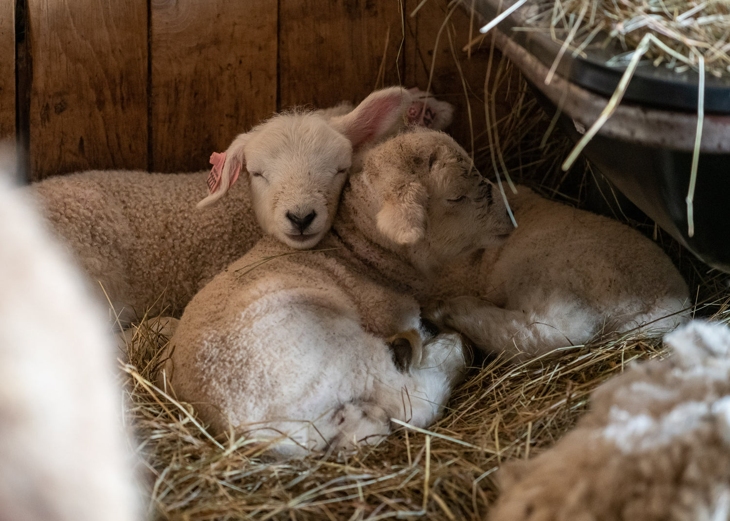 News & Events │ Apple Creek Farm Maine