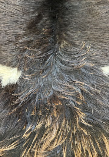 Cashmere Goat Hide 825G2