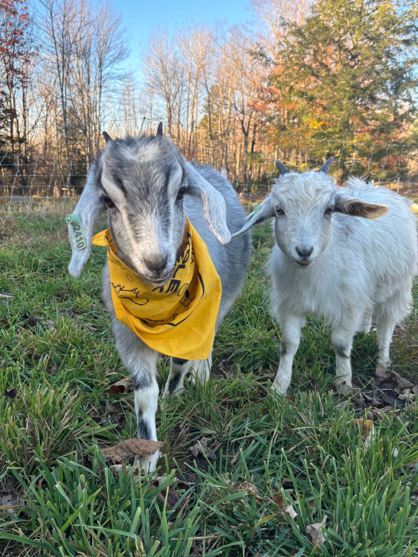 Apple Creek Bandana