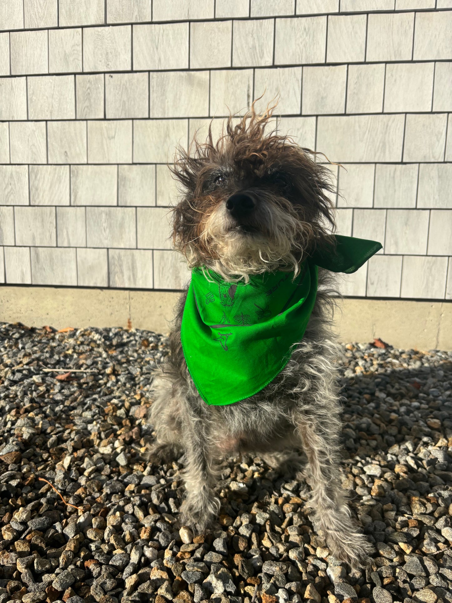 Apple Creek Bandana