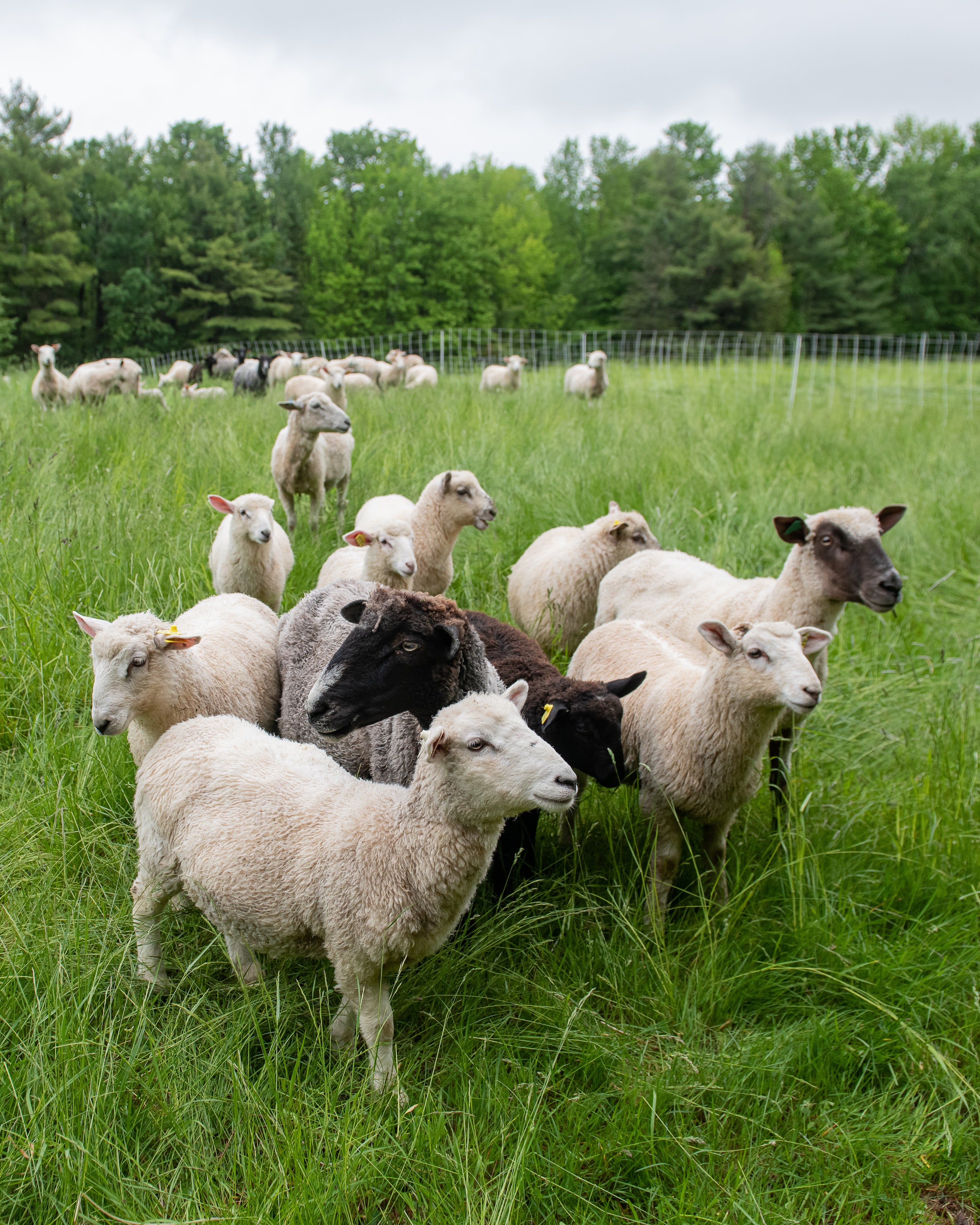 Grass-fed lamb