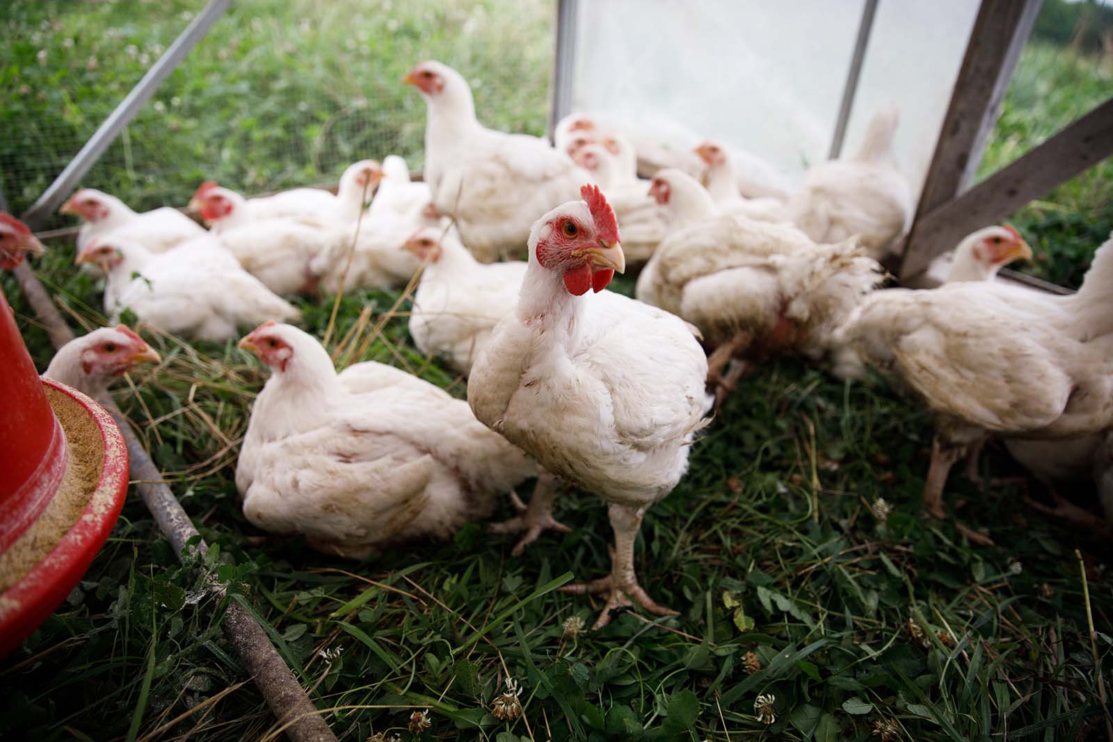 Pasture-raised chicken