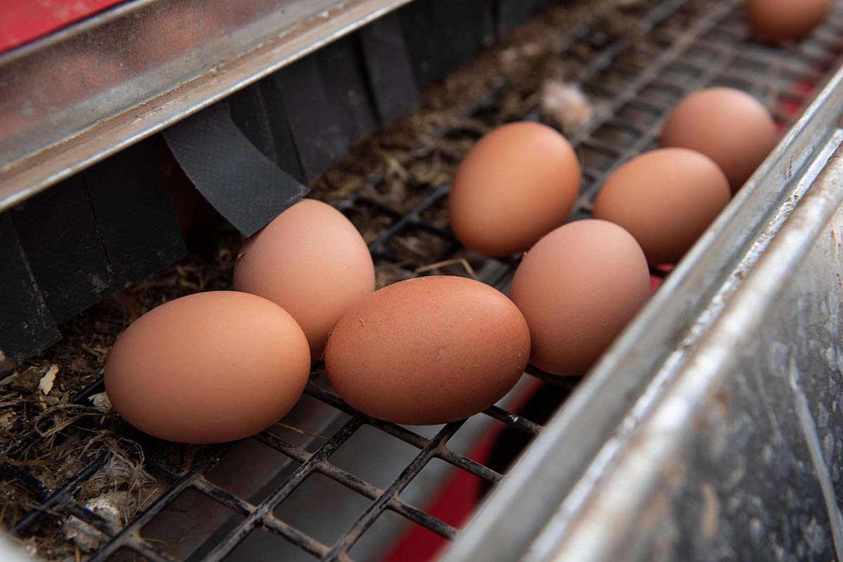 Organic pasture-raised eggs