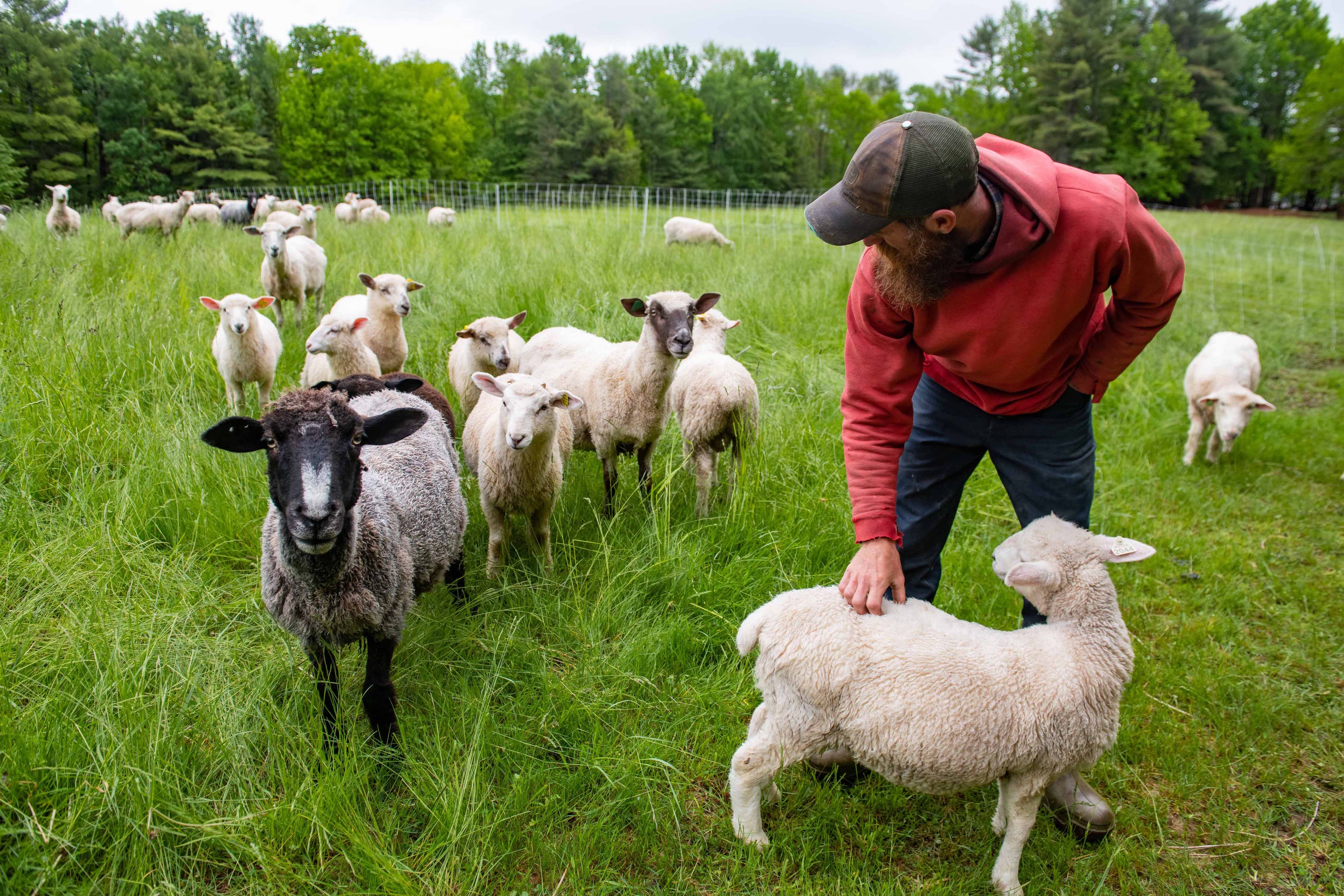 Grass-fed lamb